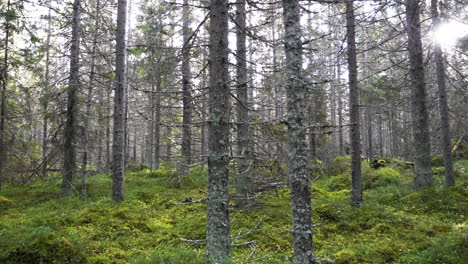 Green,-mossy-Boreal-pine-forest-in-daylight,-slow-panning-shot