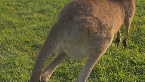 Eastern-Grey-Kangaroo-Scratching-Its-Face-And-Suddenly-Jumped-Away---Macropus-giganteus---Gold-Coast,-QLD,-Australia