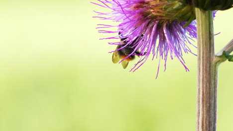 Beautiful-Bumble-Bee-on-Purple-Flower,-Bokeh,-Macro,-Close-Up