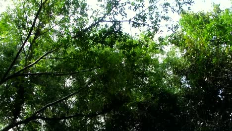 Lush-green-canopy-with-rays-of-sun-shining-through