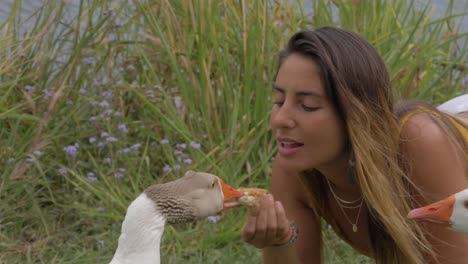 Beautiful-Girl-Holding-Bread-And-Feeding-The-Goose---Domestic-White-Goose---Gold-Coast,-Australia