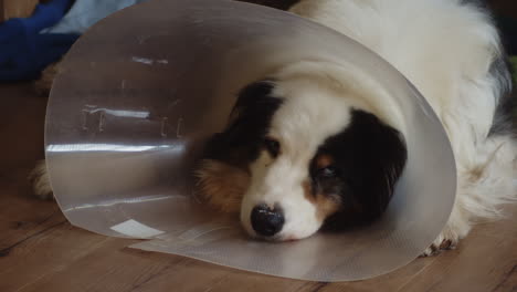 Injured-dog-rests-on-the-floor-looking-sad-wearing-a-plastic-cone,-medium-shot