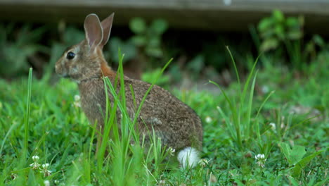Cute-bunny-rabbit-sitting-in-grass-being-still