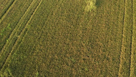 Beautiful-drone-view-of-rice-fields-North-of-Italy,Lombardy