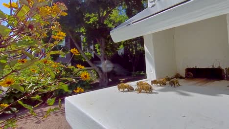 Close-up-footage-of-honey-bees-on-white-beehive,-Panning-right,-Wide-angle-view
