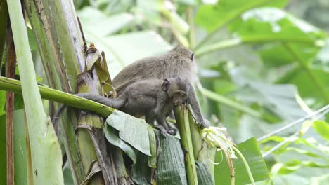 Mutter-Und-Junge-Makaken-Mit-Langem-Schwanz,-Die-Sich-Von-Bananenpflanzenblättern-Und--schreien-Ernähren