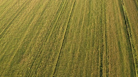 Schöne-Drohnenansicht-Von-Reisfeldern-Nördlich-Von-Italien,-Lombardei