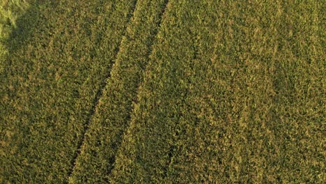 Schöne-Drohnenansicht-Von-Reisfeldern-Nördlich-Von-Italien,-Lombardei
