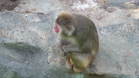 Japanese-Macaque-sitting-on-the-rock-and-looking-around-At-The-Children-Zoo-In-Seoul-Grand-Park,-Gwacheon-City,-South-Korea---high-angle-shot