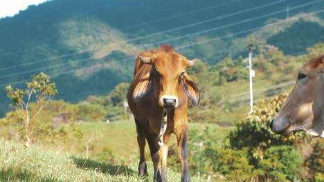 Hermosa-Vaca-En-Un-Valle-Verde-Caminando-Hacia-La-Cámara-En-Cámara-Lenta