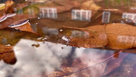Reflection-of-brick-house-in-pool-full-of-fallen-leaves,-pull-focus