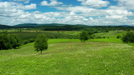 Grüne-Felder-Kroatiens,-Schuss-Aus-Der-Luft-Auf-Ein-Mädchen-In-Orangefarbenem-Kleid
