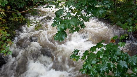 Heavy-rain-storm-flooding-river-splashing-in-woodland-wilderness-through-trees