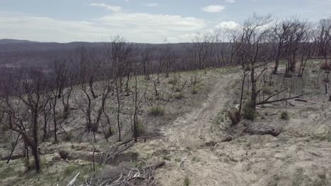 Fly-by-at-a-still-bad-looking-forest,-8-month-after-the-Bushfires-Blue-Mountains-Nationalpark-Sydney
