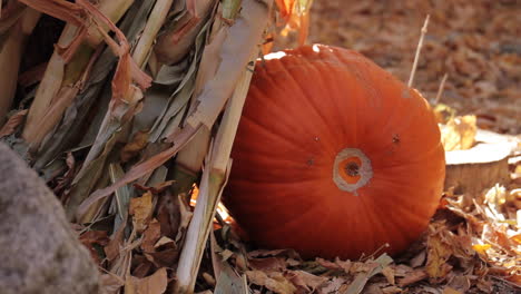 Pumpkin-on-Farm-in-the-Fall