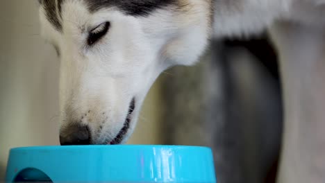 Sibirischer-Husky-hund,-Der-Nahrung-In-Der-Blauen-Schüssel-Isst