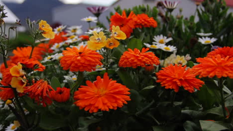 Orange-Und-Gelbe-Blumen-In-Island