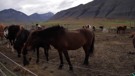 Pferde-Füttern-Und-Grasen-In-Island