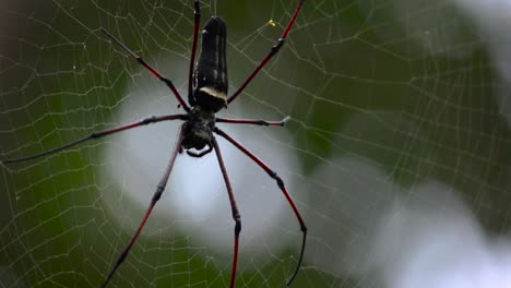 Golden-orb-web-spider-working-and-digesting-its-prey-with-her-mouth-closeup-30fps-video-clip