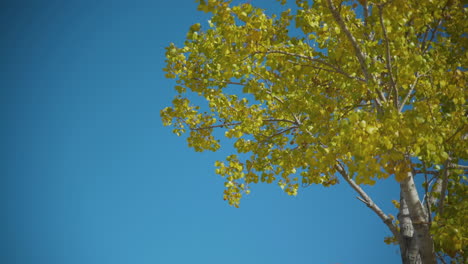 Herbstblätter-Wehen-Im-Wind-Vor-Blauem-Himmel