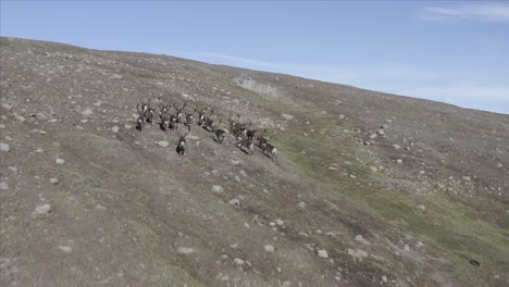 Tracking-group-of-reindeer-on-rocky-hill-of-Iceland-landscape,-aerial