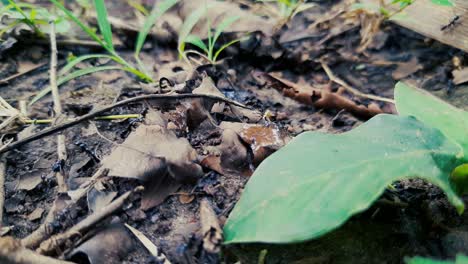 Crowd-of-black-ants-walking-on-forest-ground-between-sand-and-plants-during
