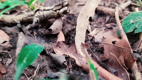 Überfälle-Wilder-Schwarzer-Ameisen,-Die-Mit-Getrockneten-Blättern-Und-Zweigen-Nahrung-Auf-Dem-Boden-Sammeln---Nahaufnahme