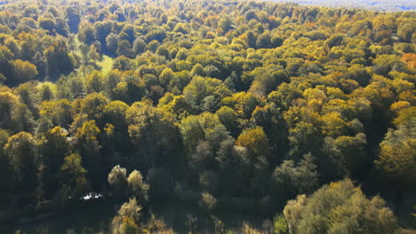 Drone-revealing-shot-over-rural-gardens-and-a-forest-in-autumn-4K