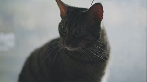 Gestreifte-Graue-Katze-Auf-Einem-Weißen-Verschwommenen-Hintergrund