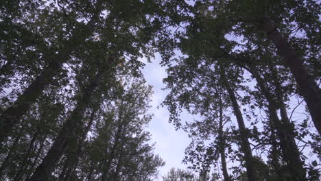 Looking-up-at-trees-while-walking