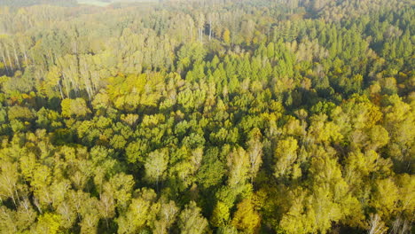 Aerial-tilt-up-over-beautiful-vast-green-forest-remote-wilderness-at-golden-hour