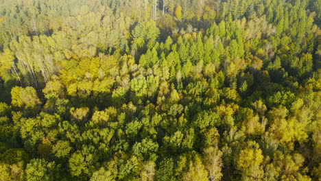 Aerial-view-of-beautiful-forest-canopy-with-flock-of-birds-flying-below-golden-hour