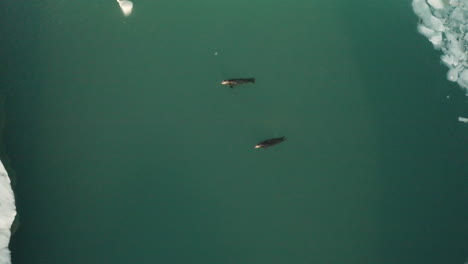 Paar-Seehunde,-Die-In-Der-Gletscherlagune-Jokulsarlon-In-Südisland-Schwimmen---Luftdrohne,-Von-Oben-Nach-Unten