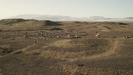 Herd-Of-Reindeers-On-The-Vast-Landscape-In-South-Iceland---Breidamerkurjokull-Glacier-In-The-Background---tracking-drone-shot