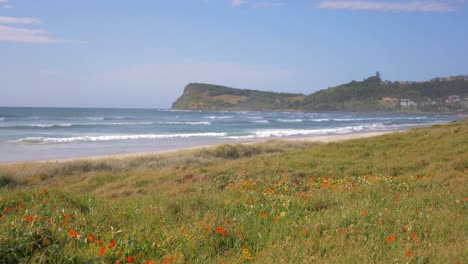 Beautiful-Red-Poppy-Flowers-By-Seaside---Lennox-Head,-New-South-Wales,-Australia---static-shot