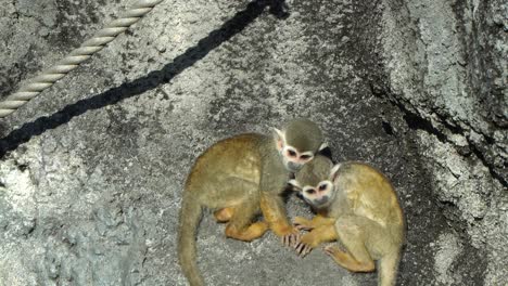 Zwei-Kleine-Eichhörnchenaffen,-Die-Auf-Dem-Felsen-Im-Großen-Park-Von-Seoul-Spielen,-Nahaufnahme