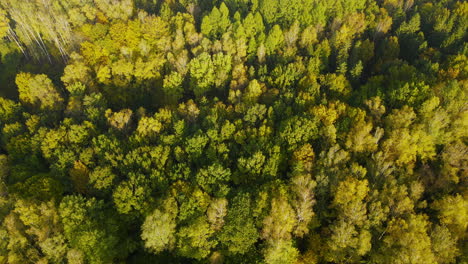 Aerial-flight-above-beautiful-golden-green-forest-canopy-in-European-coniferous-woods