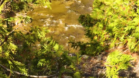 Gentle,-cascading-river-water-in-the-background-with-the-focus-on-evergreen-branches-up-close