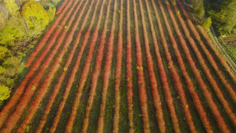 Fantastic-Drone-Pullback-over-incredible-lines-of-Red-and-Green-Crops-growing-in-rural-country-field