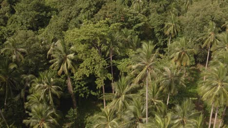 Aerial-birds-eye-drone-dolly-shot-of-tropical-dense-jungle-rain-forest-trees-and-palms-with-vegetation-taken-with-soft-evening-sunlight