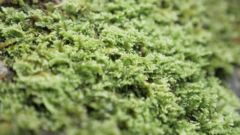 -A-close-up-macro-travelling-shot-above-vibrant-green-moss-on-the-ground-in-a-forest-in-the-French-Alps,-texture-shot