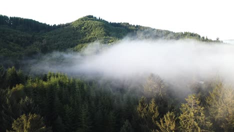 Aerial-View-of-Fog-Above-Coniferous-Forest-in-Forks-City-Area,-Olympic-National-Park,-Washington-State-USA