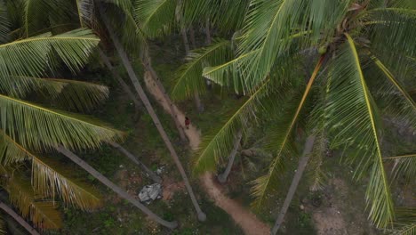 Top-down-shot-of-a-woman-walking-in-a-palm-tree-forest-on-a-sunny-day-at-Siquijor-Island-Cinematic-Drone-Aerial-in-4K