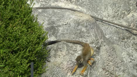 Squirrel-monkey-on-a-rock-eating-from-paw-and-jump-out-from-the-rock