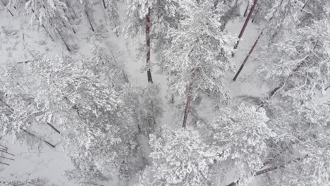 Winter-forest-of-Pine-and-Fir-trees-being-weight-down-by-snow-on-branches---Crane-up-aerial-shot
