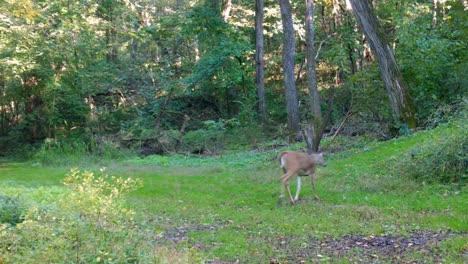 Whitetail-yearling-deer-trotting-across-a-clearing-in-the-woods-and-up-a-game-trail-in-early-autumn