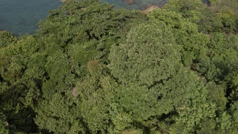 Aerial-birds-eye-view-dolly-down-shot-,flying-over-dense-tropical-forest-with-lush-vegetation-on-a-tropical-Island