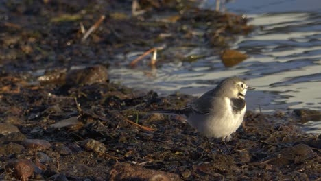 Small-White-wagtail-bird-resting-on-the-edge-of-a-river-at-dusk---Medium-low-angle-long-shot