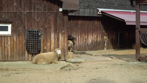 Sheep-Munching-Food-While-Resting-On-The-Ground-At-The-Barn-In-The-Zoo---Seoul-Grand-Park,-Gwacheon,-South-Korea---wide-shot