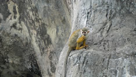 Eichhörnchenaffe-Sitzt-Auf-Felsiger-Klippe-In-Wilder-Natur-Und-Isst-Nüsse